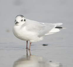 Mouette pygmée