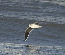 Little Gull