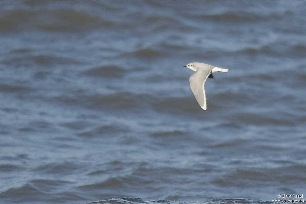 Mouette pygméeadulte internuptial, Vol