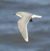 Little Gull