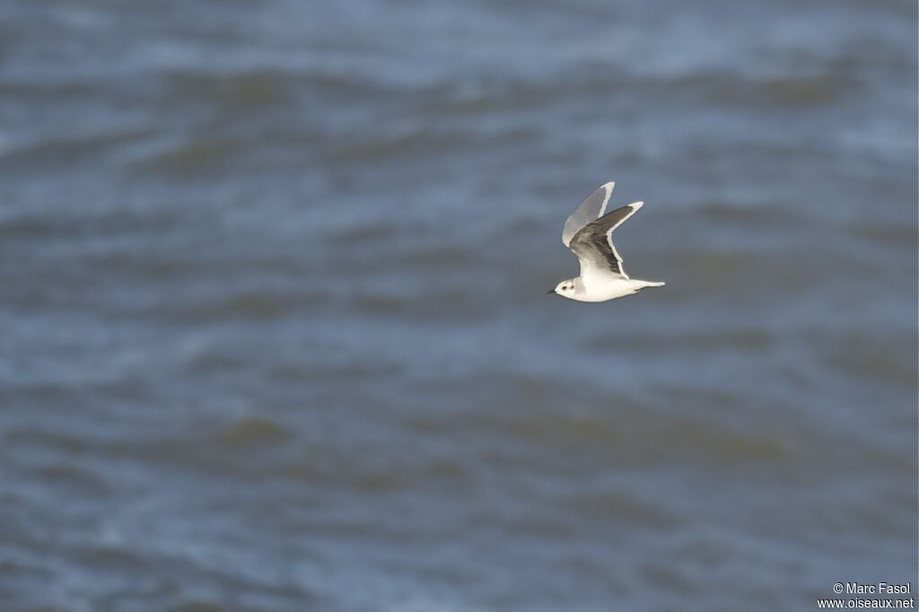 Mouette pygméeadulte internuptial, Vol