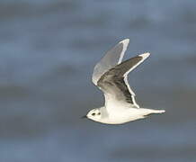 Little Gull