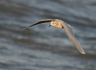 Mouette pygmée