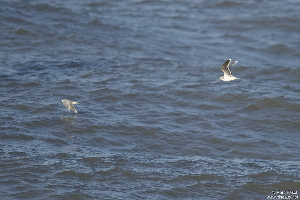 Mouette pygméeadulte, Vol