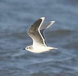 Mouette pygmée