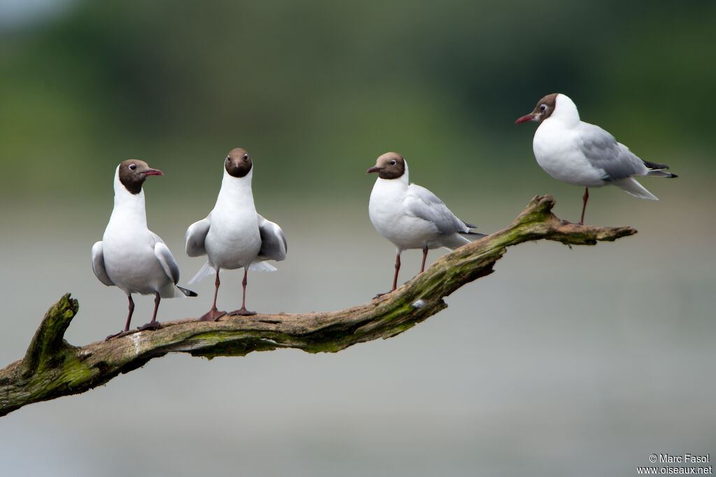 Mouette rieuseadulte nuptial, r. coloniale