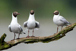 Mouette rieuse