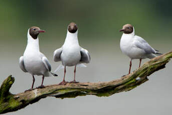 Mouette rieuse