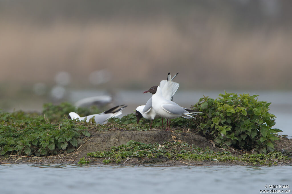 Mouette rieuse, parade, accouplement., Nidification, r. coloniale