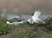 Mouette rieuse