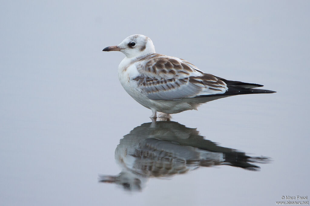 Mouette rieusejuvénile