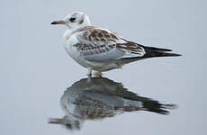 Mouette rieuse