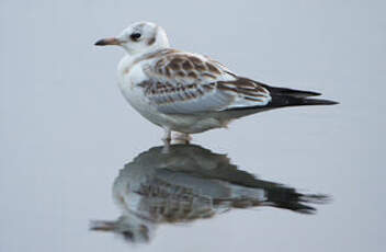 Mouette rieuse