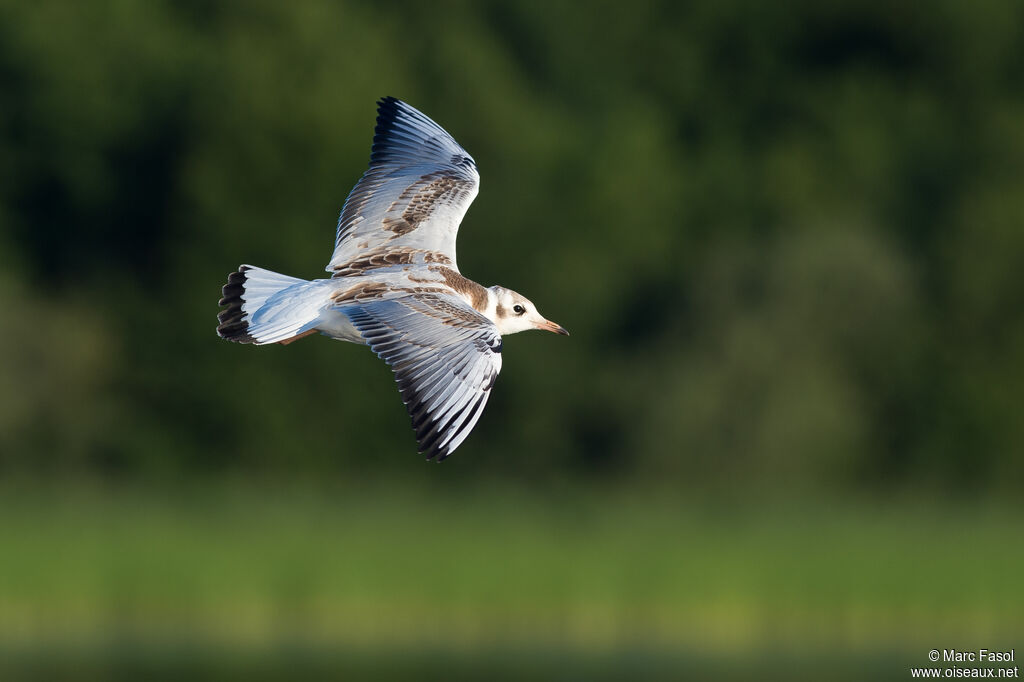 Mouette rieusejuvénile, Vol