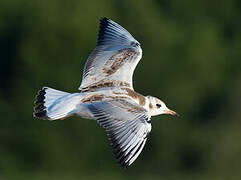 Black-headed Gull