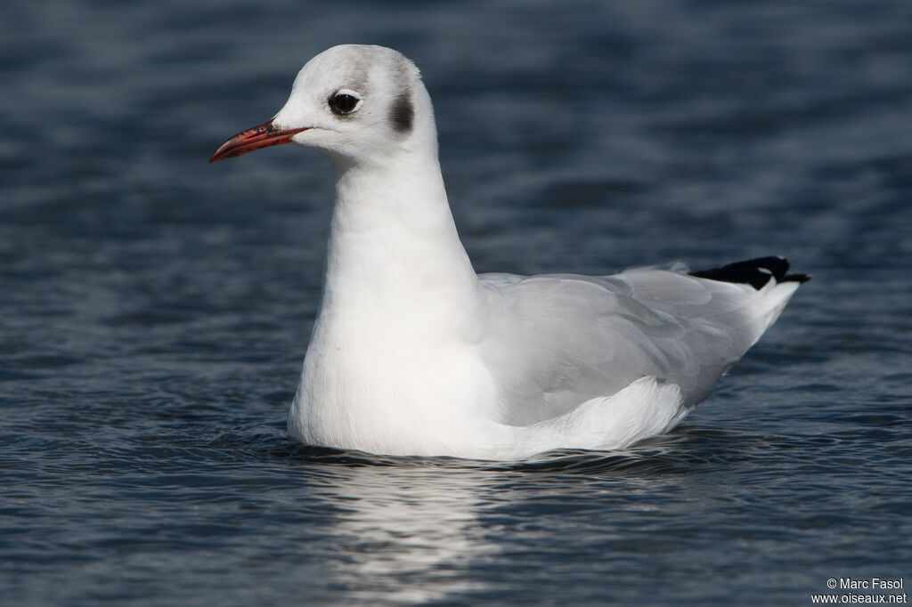 Black-headed Gulladult post breeding, fishing/hunting