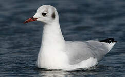 Mouette rieuse