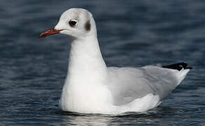 Mouette rieuse