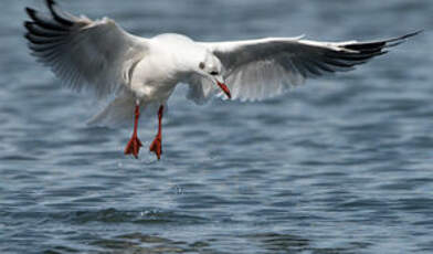 Mouette rieuse