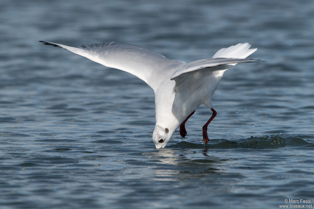 Black-headed Gulladult post breeding, Flight, fishing/hunting