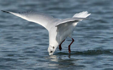 Mouette rieuse