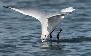 Mouette rieuse