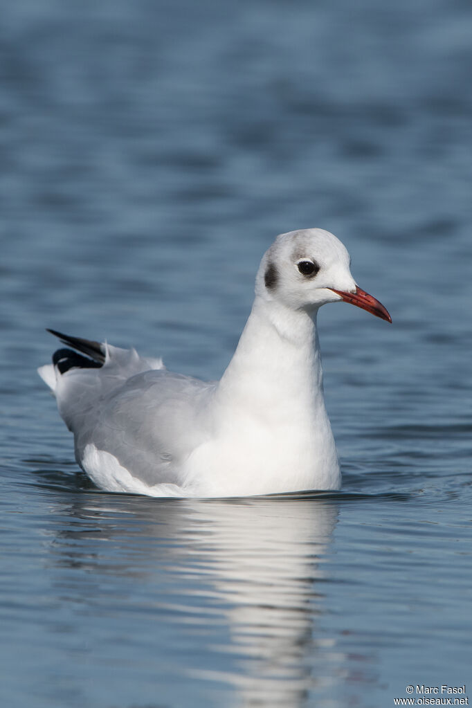 Mouette rieuseadulte internuptial, identification