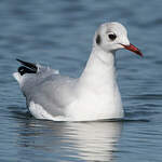 Mouette rieuse