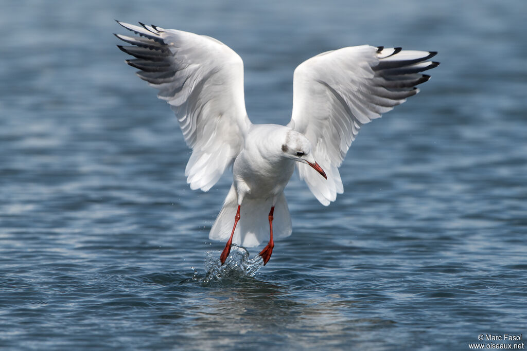 Black-headed Gulladult post breeding, identification, Flight