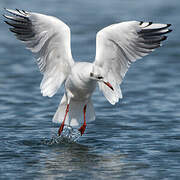 Mouette rieuse