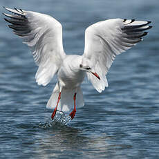 Mouette rieuse