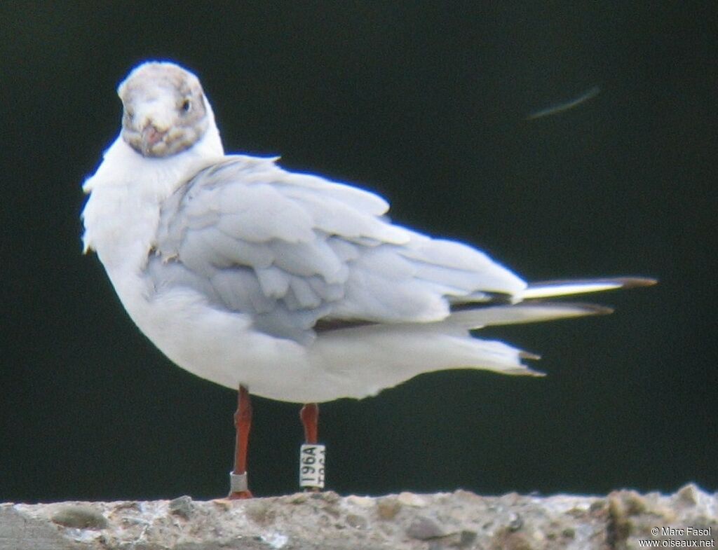 Black-headed Gull