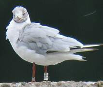 Mouette rieuse