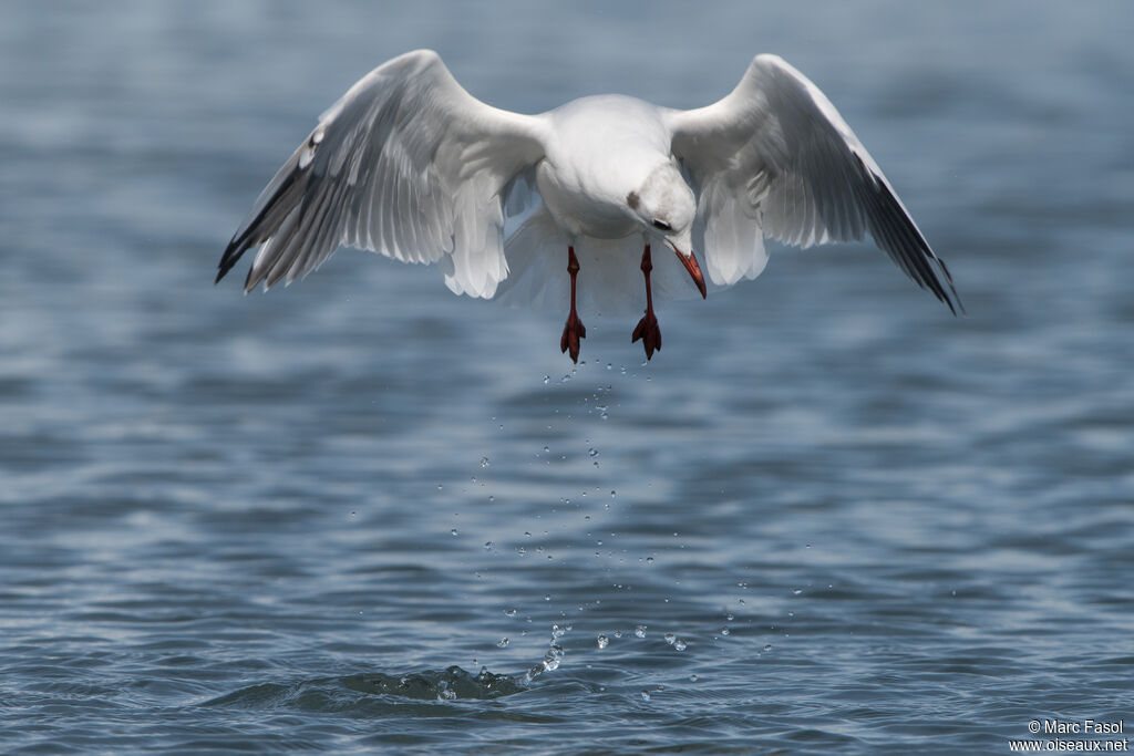 Mouette rieuseadulte internuptial, Vol