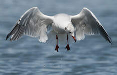 Mouette rieuse