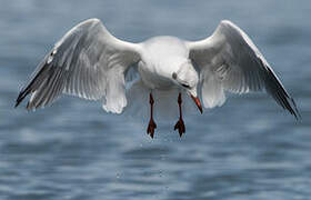 Black-headed Gull