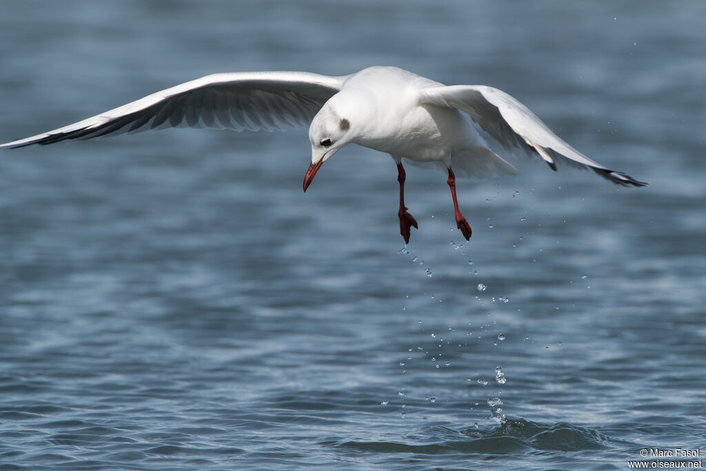 Black-headed Gulladult post breeding, Flight, fishing/hunting