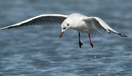 Mouette rieuse