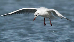 Mouette rieuse