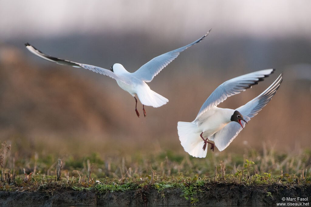 Mouette rieuseadulte nuptial, Nidification