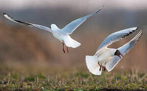 Mouette rieuse