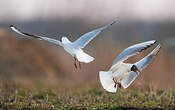 Mouette rieuse