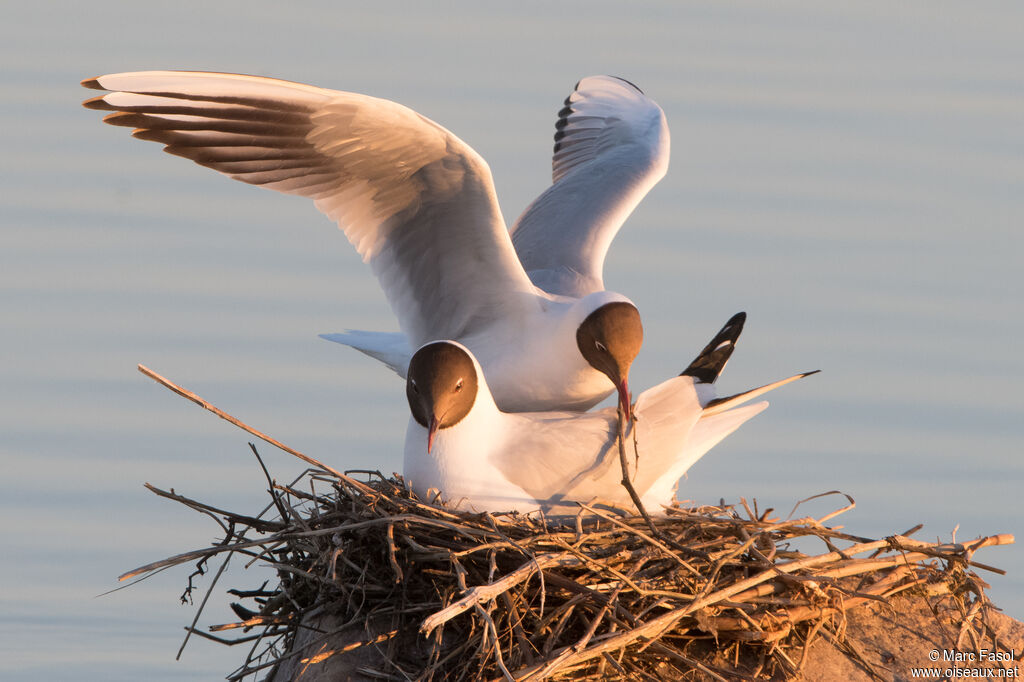 Mouette rieuseadulte nuptial, Nidification