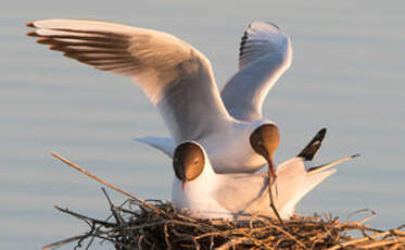 Mouette rieuse