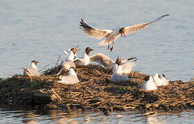 Black-headed Gull