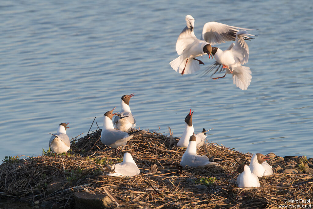 Mouette rieuse, Nidification