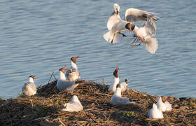 Mouette rieuse