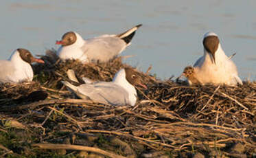 Mouette rieuse