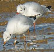 Mouette rieuse