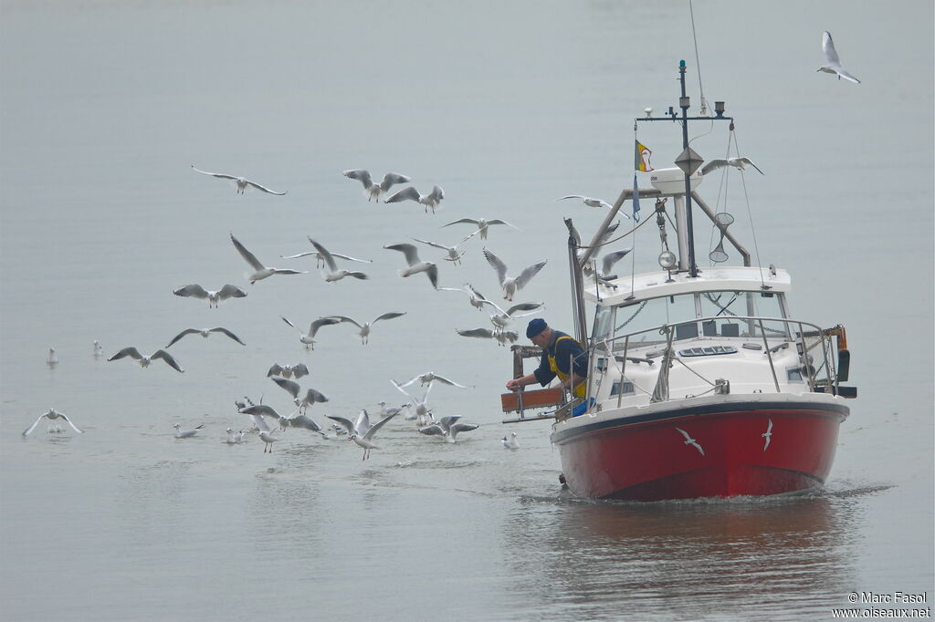 Mouette rieuse, Comportement